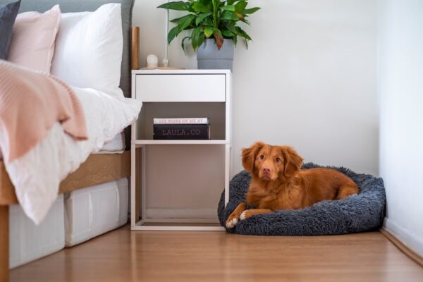 Find den Perfekte Hundeseng til Din Firbenede Ven